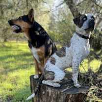 Thumbnail photo of Clyde #3