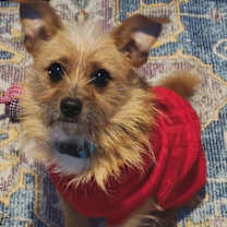 Thumbnail photo of BEAR BOY #3