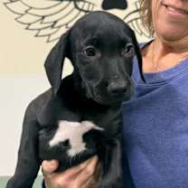 Thumbnail photo of YOGI #2