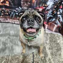 Thumbnail photo of Pumba #1