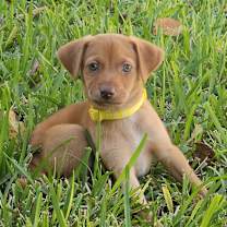 Thumbnail photo of Gingerbread #1