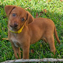 Thumbnail photo of Gingerbread #2