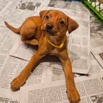 Thumbnail photo of Gingerbread #3