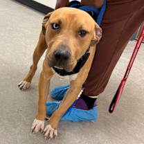 Thumbnail photo of Jingles  #2