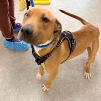 Thumbnail photo of Jingles  #3