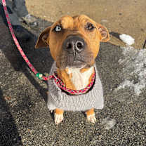 Thumbnail photo of Jingles  #4