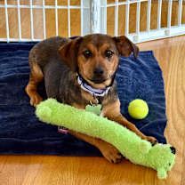 Thumbnail photo of Zara #3