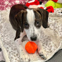 Thumbnail photo of Amelia #2