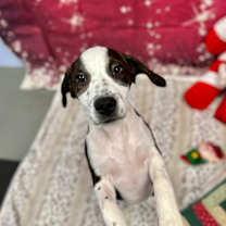 Thumbnail photo of Amelia #3