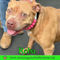 Thumbnail photo of Reba (aka Dolly) #3