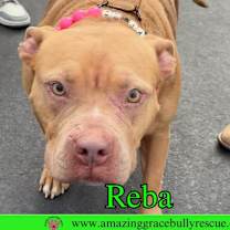 Thumbnail photo of Reba (aka Dolly) #4