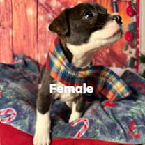 Thumbnail photo of Arlena #1