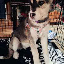 Thumbnail photo of Sandie #1