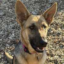 Thumbnail photo of BELLA - YOUNG GIRL #1