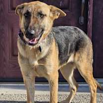 Thumbnail photo of BELLA - YOUNG GIRL #2