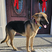 Thumbnail photo of BELLA - YOUNG GIRL #3