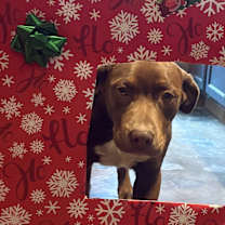 Thumbnail photo of Baloo #1