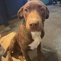 Thumbnail photo of Baloo #2