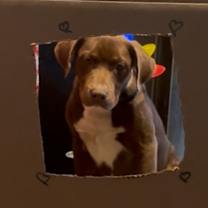 Thumbnail photo of Baloo #3