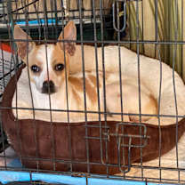 Thumbnail photo of Frankie #1