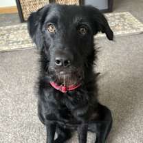 Thumbnail photo of Enzo #2