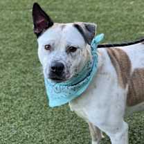 Thumbnail photo of Jojo #2