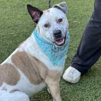 Thumbnail photo of Jojo #3