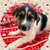 Thumbnail photo of CANDY Cane #1