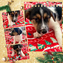 Thumbnail photo of CANDY Cane #2