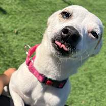 Thumbnail photo of Bubbles #3