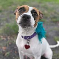 Thumbnail photo of Yogurt #2