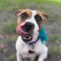 Thumbnail photo of Yogurt #3