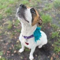 Thumbnail photo of Yogurt #4