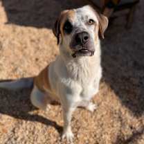 Thumbnail photo of Bob #2