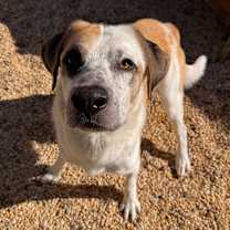 Thumbnail photo of Bob #4