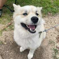 Thumbnail photo of Tux #1