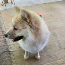 Thumbnail photo of Tux #2