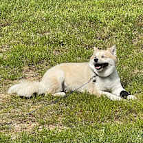 Thumbnail photo of Tux #3