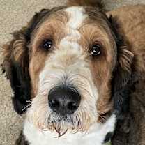 Thumbnail photo of Marshal #1