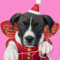 Thumbnail photo of Dumpling-ADOPT Me! #4