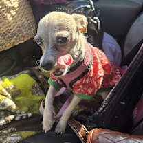 Thumbnail photo of Maddie #2