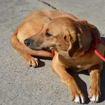 Thumbnail photo of JESSIE/URGENT #3