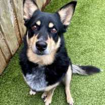 Thumbnail photo of Stella #1