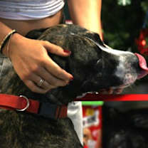 Thumbnail photo of Valor #2