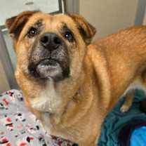 Thumbnail photo of Chiffon #3