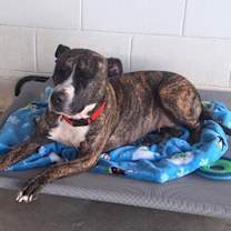 Thumbnail photo of Valor #3