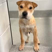 Thumbnail photo of Macchiato #2