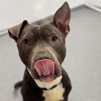 Thumbnail photo of Rucus #2