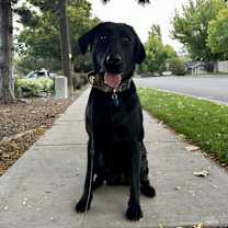 Thumbnail photo of Bolt #2