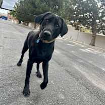 Thumbnail photo of Bolt #3